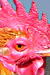2005 Year of the Rooster