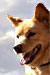 2006 Year of the Dog