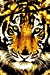 2010 Year of the Tiger