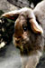 2011 Year of the Rabbit