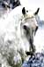 2014 Year of the Horse